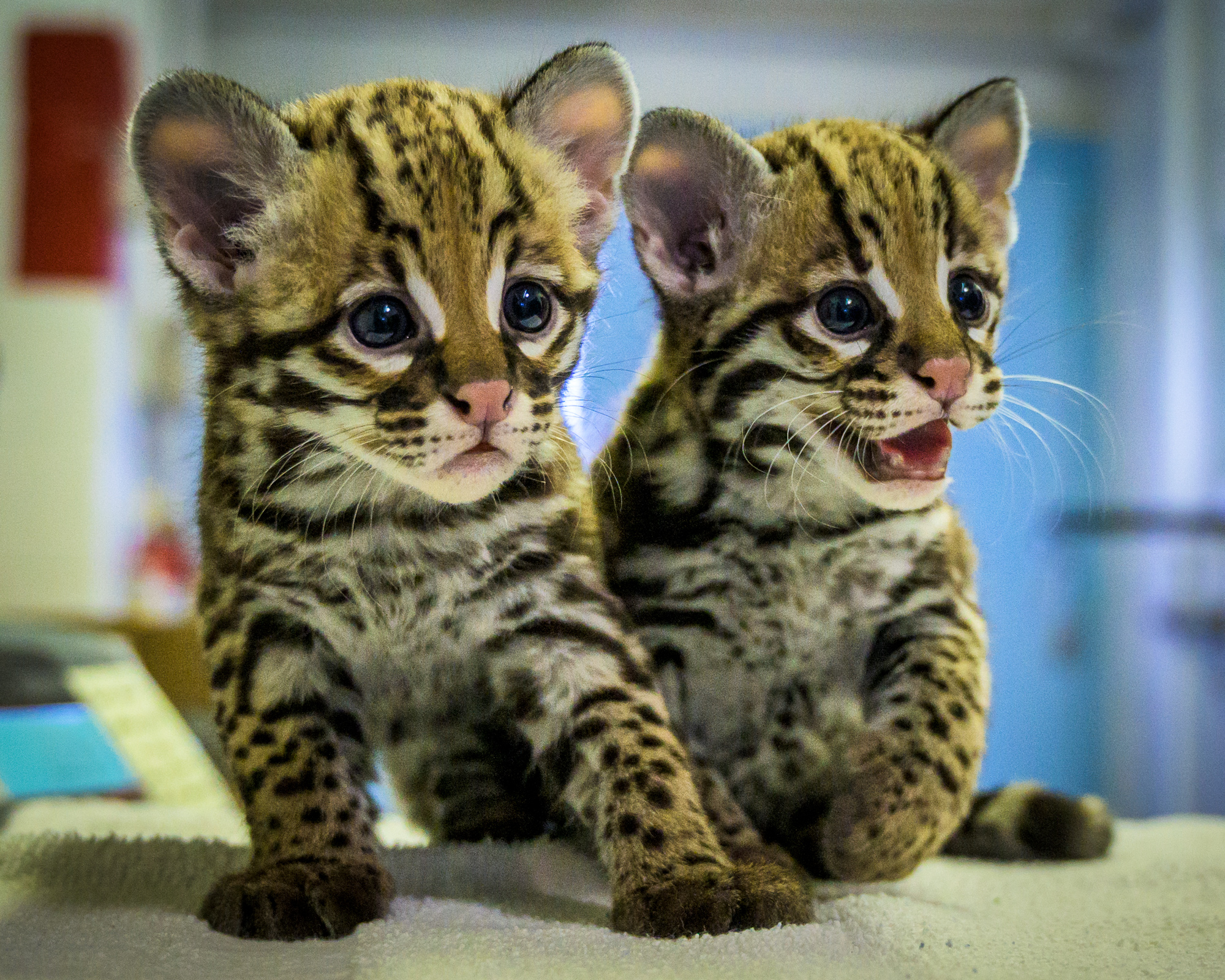 Ocelot clearance for kids